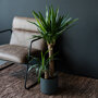 Palmlelie 2 stam in woonkamer